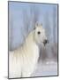 Grey Andalusian Stallion Head and Neck Portrait, Longmont, Colorado, USA-Carol Walker-Mounted Photographic Print