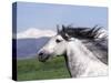 Grey Andalusian Stallion Head Portrait, Colorado, USA-Carol Walker-Stretched Canvas