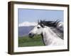 Grey Andalusian Stallion Head Portrait, Colorado, USA-Carol Walker-Framed Photographic Print