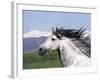 Grey Andalusian Stallion Head Portrait, Colorado, USA-Carol Walker-Framed Photographic Print