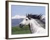 Grey Andalusian Stallion Head Portrait, Colorado, USA-Carol Walker-Framed Photographic Print