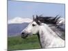 Grey Andalusian Stallion Head Portrait, Colorado, USA-Carol Walker-Mounted Photographic Print