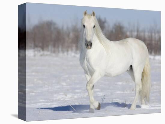 Grey Andalusian Stallion Portrait in Snow, Longmont, Colorado, USA-Carol Walker-Stretched Canvas