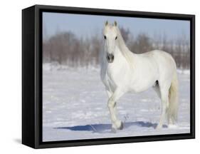 Grey Andalusian Stallion Portrait in Snow, Longmont, Colorado, USA-Carol Walker-Framed Stretched Canvas