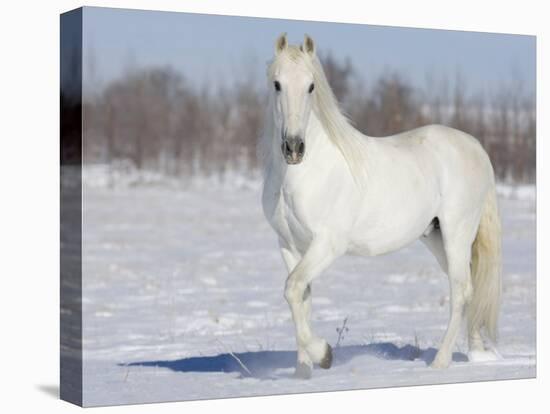 Grey Andalusian Stallion Portrait in Snow, Longmont, Colorado, USA-Carol Walker-Stretched Canvas