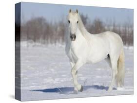 Grey Andalusian Stallion Portrait in Snow, Longmont, Colorado, USA-Carol Walker-Stretched Canvas