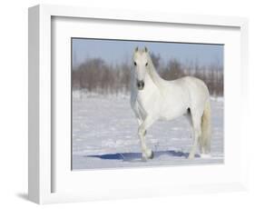 Grey Andalusian Stallion Portrait in Snow, Longmont, Colorado, USA-Carol Walker-Framed Premium Photographic Print