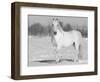 Grey Andalusian Stallion Portrait in Snow, Longmont, Colorado, USA-Carol Walker-Framed Premium Photographic Print