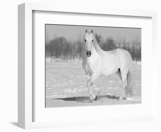 Grey Andalusian Stallion Portrait in Snow, Longmont, Colorado, USA-Carol Walker-Framed Premium Photographic Print