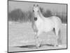 Grey Andalusian Stallion Portrait in Snow, Longmont, Colorado, USA-Carol Walker-Mounted Premium Photographic Print