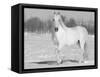 Grey Andalusian Stallion Portrait in Snow, Longmont, Colorado, USA-Carol Walker-Framed Stretched Canvas