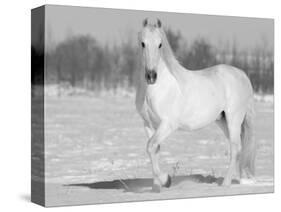 Grey Andalusian Stallion Portrait in Snow, Longmont, Colorado, USA-Carol Walker-Stretched Canvas