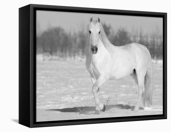 Grey Andalusian Stallion Portrait in Snow, Longmont, Colorado, USA-Carol Walker-Framed Stretched Canvas