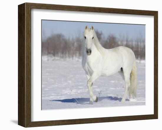 Grey Andalusian Stallion Portrait in Snow, Longmont, Colorado, USA-Carol Walker-Framed Photographic Print