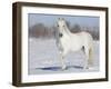 Grey Andalusian Stallion Portrait in Snow, Longmont, Colorado, USA-Carol Walker-Framed Photographic Print