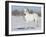 Grey Andalusian Stallion Portrait in Snow, Longmont, Colorado, USA-Carol Walker-Framed Photographic Print