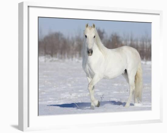 Grey Andalusian Stallion Portrait in Snow, Longmont, Colorado, USA-Carol Walker-Framed Photographic Print