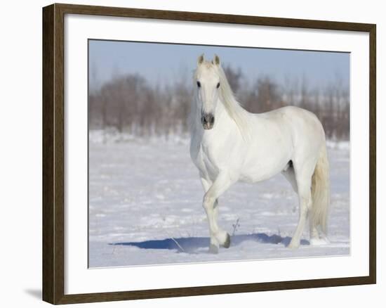 Grey Andalusian Stallion Portrait in Snow, Longmont, Colorado, USA-Carol Walker-Framed Photographic Print