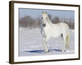 Grey Andalusian Stallion Portrait in Snow, Longmont, Colorado, USA-Carol Walker-Framed Photographic Print