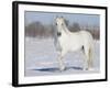 Grey Andalusian Stallion Portrait in Snow, Longmont, Colorado, USA-Carol Walker-Framed Photographic Print