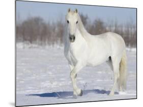 Grey Andalusian Stallion Portrait in Snow, Longmont, Colorado, USA-Carol Walker-Mounted Photographic Print