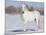 Grey Andalusian Stallion Portrait in Snow, Longmont, Colorado, USA-Carol Walker-Mounted Photographic Print