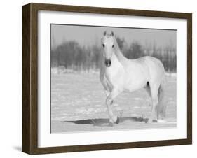 Grey Andalusian Stallion Portrait in Snow, Longmont, Colorado, USA-Carol Walker-Framed Photographic Print