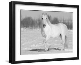 Grey Andalusian Stallion Portrait in Snow, Longmont, Colorado, USA-Carol Walker-Framed Photographic Print