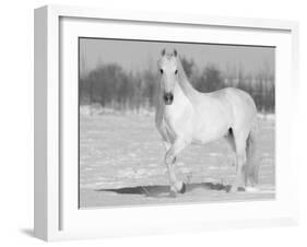 Grey Andalusian Stallion Portrait in Snow, Longmont, Colorado, USA-Carol Walker-Framed Photographic Print