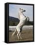 Grey Andalusian Stallion Rearing, Ojai, California, USA-Carol Walker-Framed Stretched Canvas