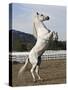 Grey Andalusian Stallion Rearing, Ojai, California, USA-Carol Walker-Stretched Canvas