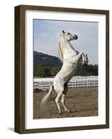 Grey Andalusian Stallion Rearing, Ojai, California, USA-Carol Walker-Framed Photographic Print