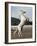 Grey Andalusian Stallion Rearing, Ojai, California, USA-Carol Walker-Framed Photographic Print