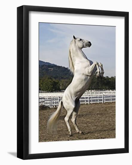 Grey Andalusian Stallion Rearing, Ojai, California, USA-Carol Walker-Framed Photographic Print