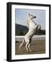 Grey Andalusian Stallion Rearing, Ojai, California, USA-Carol Walker-Framed Photographic Print