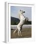 Grey Andalusian Stallion Rearing, Ojai, California, USA-Carol Walker-Framed Photographic Print