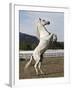 Grey Andalusian Stallion Rearing, Ojai, California, USA-Carol Walker-Framed Photographic Print