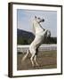 Grey Andalusian Stallion Rearing, Ojai, California, USA-Carol Walker-Framed Photographic Print