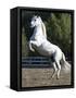 Grey Andalusian Stallion Rearing on Hind Legs, Ojai, California, USA-Carol Walker-Framed Stretched Canvas