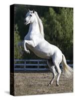 Grey Andalusian Stallion Rearing on Hind Legs, Ojai, California, USA-Carol Walker-Stretched Canvas