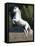 Grey Andalusian Stallion Rearing on Hind Legs, Ojai, California, USA-Carol Walker-Framed Stretched Canvas