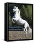 Grey Andalusian Stallion Rearing on Hind Legs, Ojai, California, USA-Carol Walker-Framed Stretched Canvas