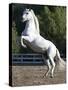 Grey Andalusian Stallion Rearing on Hind Legs, Ojai, California, USA-Carol Walker-Stretched Canvas