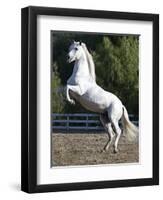 Grey Andalusian Stallion Rearing on Hind Legs, Ojai, California, USA-Carol Walker-Framed Premium Photographic Print