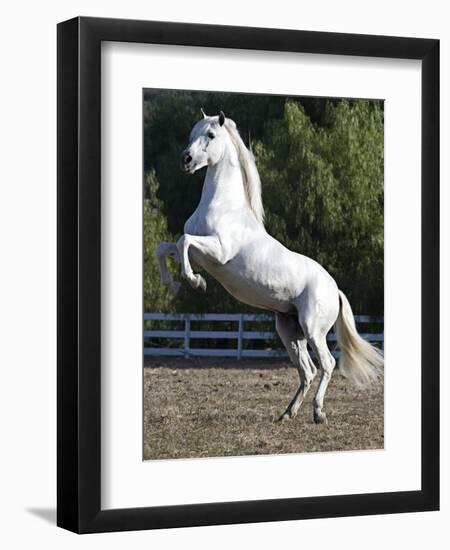 Grey Andalusian Stallion Rearing on Hind Legs, Ojai, California, USA-Carol Walker-Framed Premium Photographic Print