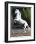 Grey Andalusian Stallion Rearing on Hind Legs, Ojai, California, USA-Carol Walker-Framed Premium Photographic Print