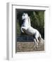 Grey Andalusian Stallion Rearing on Hind Legs, Ojai, California, USA-Carol Walker-Framed Premium Photographic Print