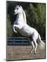 Grey Andalusian Stallion Rearing on Hind Legs, Ojai, California, USA-Carol Walker-Mounted Premium Photographic Print