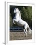 Grey Andalusian Stallion Rearing on Hind Legs, Ojai, California, USA-Carol Walker-Framed Photographic Print