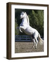 Grey Andalusian Stallion Rearing on Hind Legs, Ojai, California, USA-Carol Walker-Framed Photographic Print